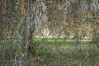 Sharkey, what is that thing lurking beyond the weeping willow?
