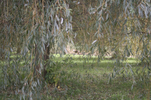 Sharkey, what is that thing lurking beyond the weeping willow?