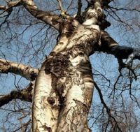 reincarnated tree