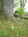 Natural plantings are encouraged throughout, and they add to the unspoiled feel of the site.