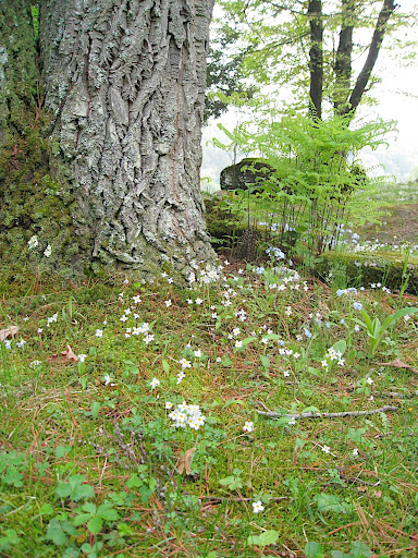 Natural plantings are encouraged throughout, and they add to the unspoiled feel of the site.