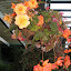 DSC06221.JPG
