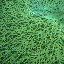 For a first time diver I think I did pretty well with Paige's awesome waterproof camera! I got down to 6 meters!