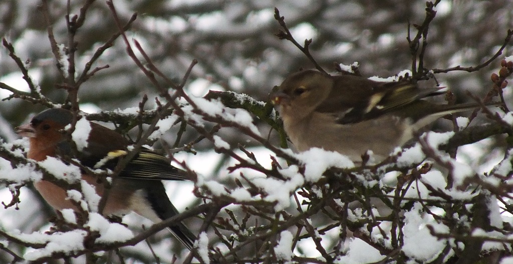 [chaffinch%2520male%2520and%2520female%255B3%255D.jpg]