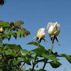 IMG_3546.jpg