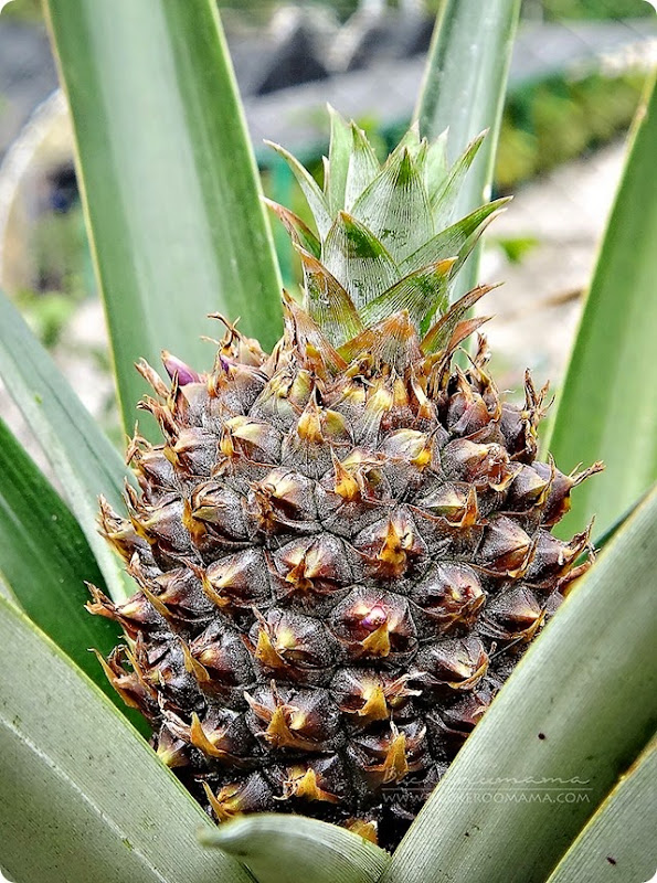 Baby-pineapple-(1) Baby-pineapple-(1)