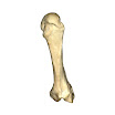 Metacarpal_2nd_Right.jpg