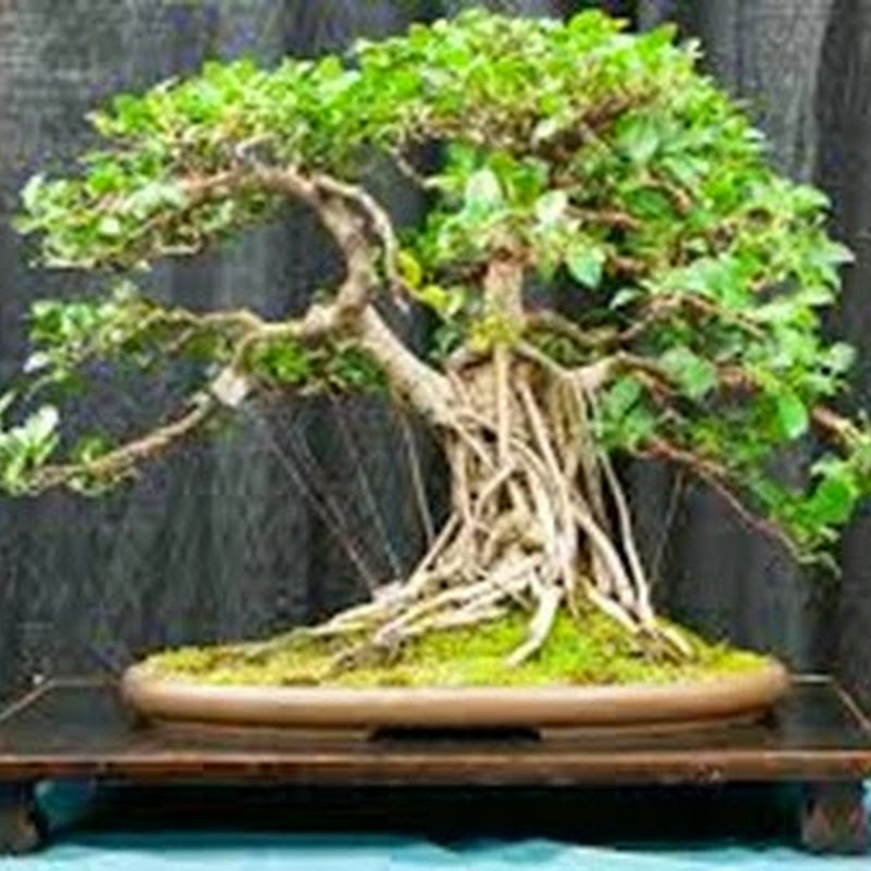 Il Ficus Retusa è il bonsai da interno per antonomasia e si adatta a quasi tutte le condizioni ambientali.