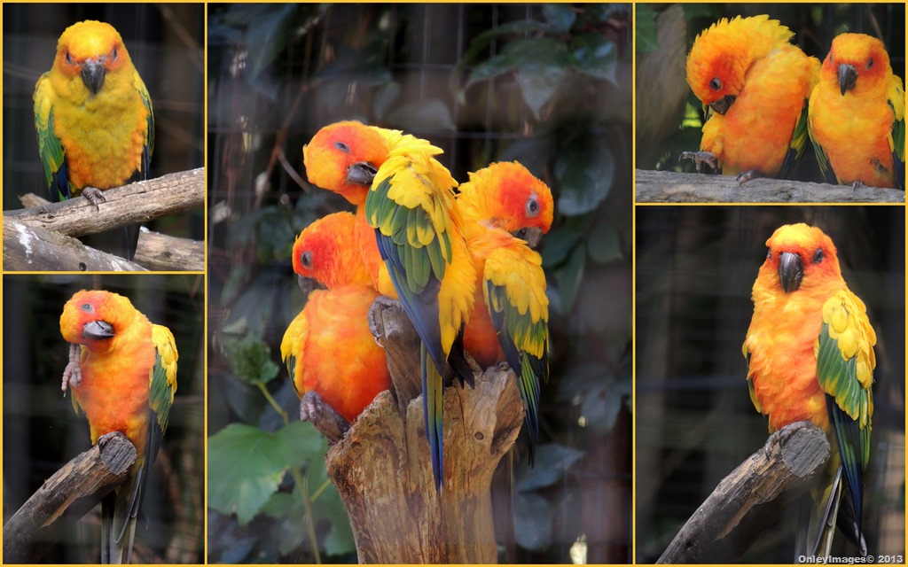 [colorful%2520birds%2520collage%255B4%255D.jpg]