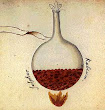 The Red Sulphur From Cabala Mineralis Manuscript