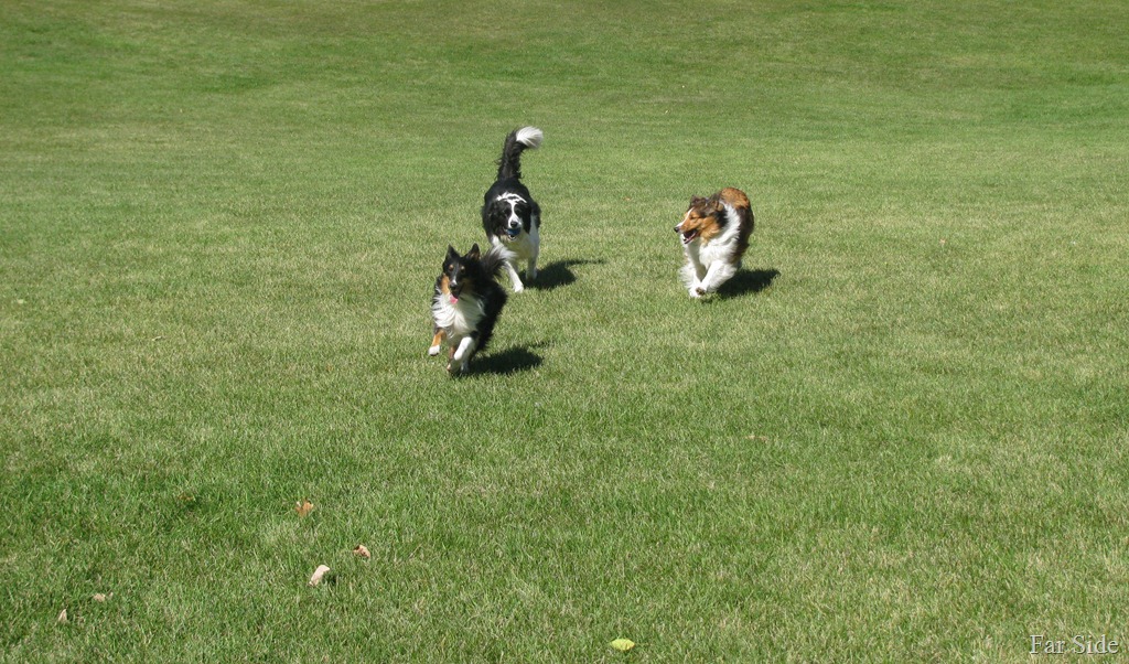 [Happy%2520Dogs%255B10%255D.jpg]