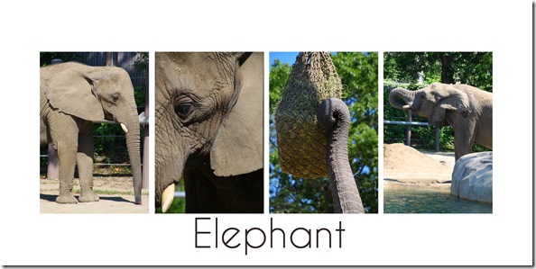 elephant