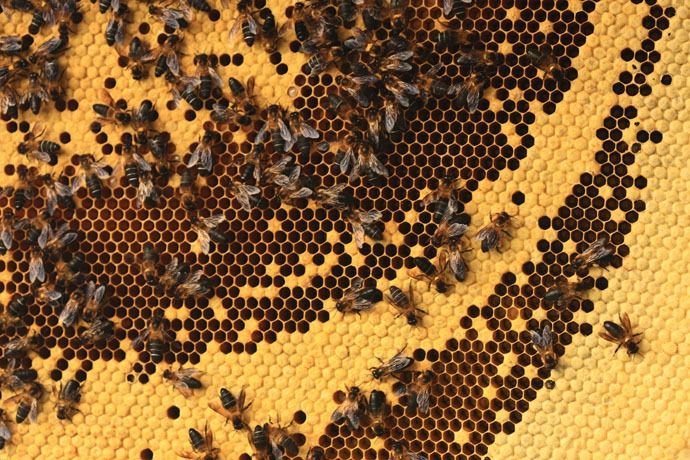 طريق جمع  العسل في النيبال Honey-hunters-nepal-30%5B4%5D