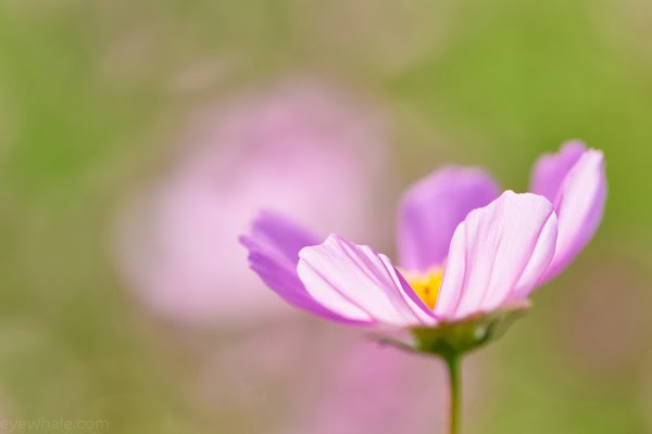 秋桜