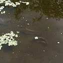 Young Bass