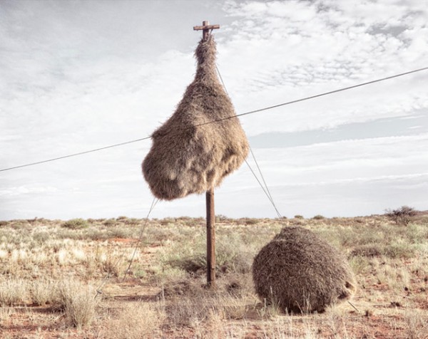 Удивительные гнезда (10 фото) | Картинка №4