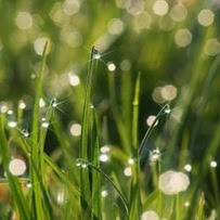 sparkles on grass