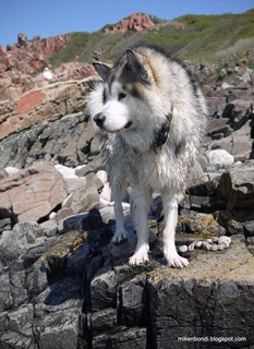 wet hound