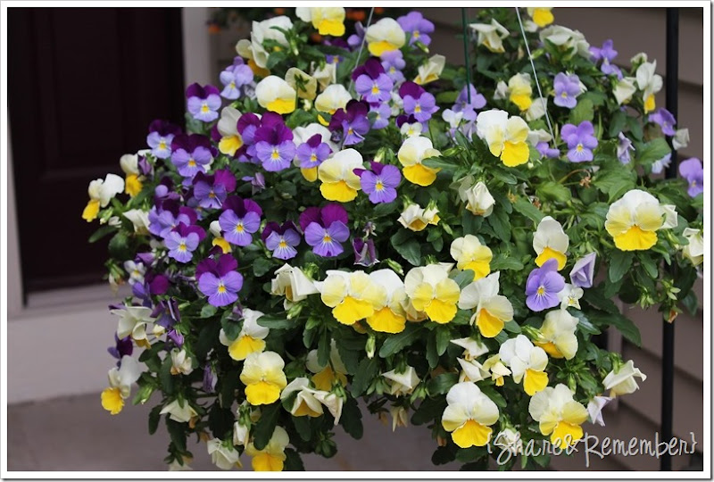 pansies
