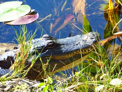 Alligator showing its teeth IMAGE_543.jpg