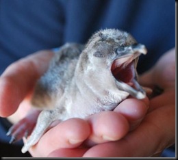 baby penguin cropped