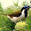 Blue Faced Honeyeater