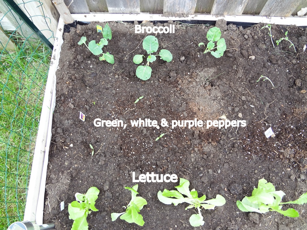 [Planting%252004282012-8%255B4%255D.jpg]