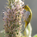 Oriental White-eye