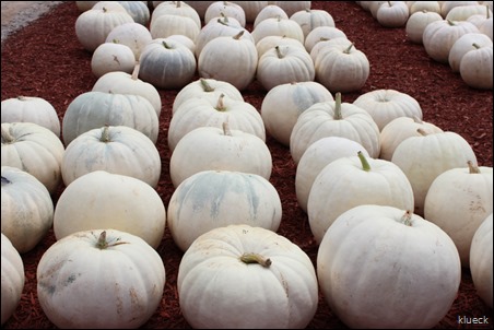 Burts Farm, pumpkin patch, Dawsonville, GA