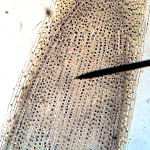 cell_onion_root.jpg
