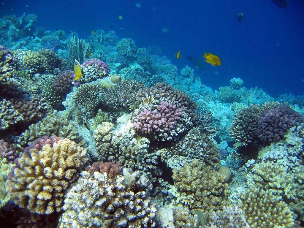 [coral-24%255B3%255D.jpg]