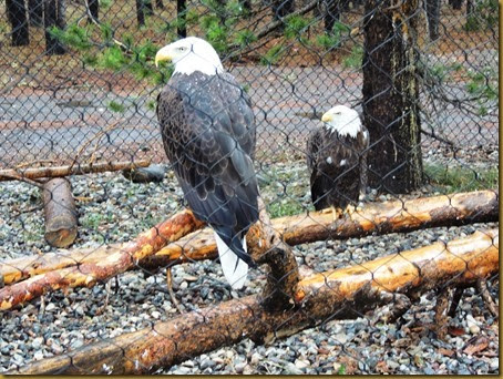 Josh and Zack are the resident bald eagles who live at the center