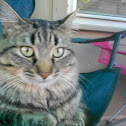 House Cat - Miko