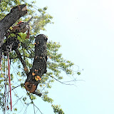 Soft landing on brush from lower limbs