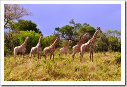 groep giraf1