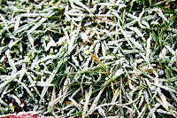 Frozen grass