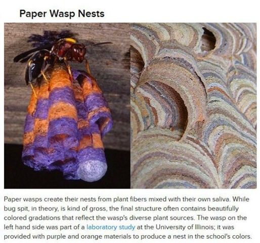[animals-create-things-5%255B2%255D.jpg]