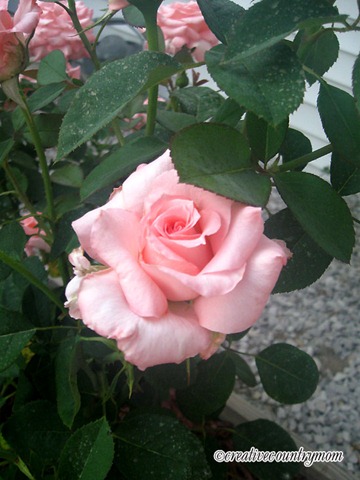 [IMG_0464%255B3%255D.jpg]