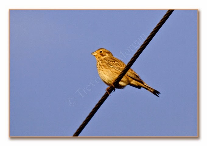 Local Birds 3  Corn Bunting 1  