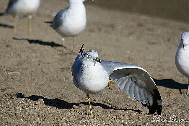 [CC_SeaGulls3%255B8%255D.jpg]