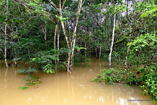 The flooded forest.