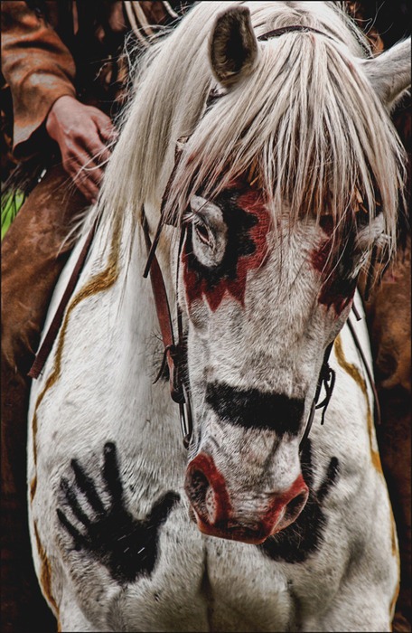 [paint%2520horse%255B15%255D.jpg]