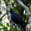 A Blackbird Stands At Attention - Wellington, New Zealand