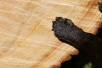 Sharkey, don't get in a lather.  Why don't we count these tree rings to find out how old this linden tree was?
