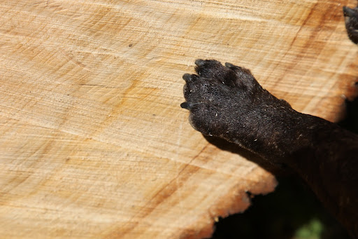 Sharkey, don't get in a lather.  Why don't we count these tree rings to find out how old this linden tree was?