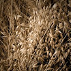 DSC02362fsh.jpg