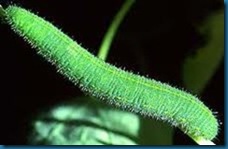 cabbage white caterpillar
