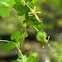 Miccosukee Gooseberry