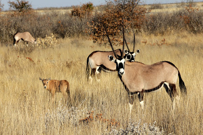 Oryx with a baby oryx which looks nothing like them!