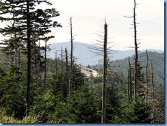 0305 Tennessee-North Carolina border - Smoky Mountain National Park - Clingmans Dome Rd - trail to Clingmans Dome